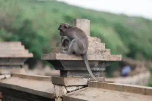 monkey in bali