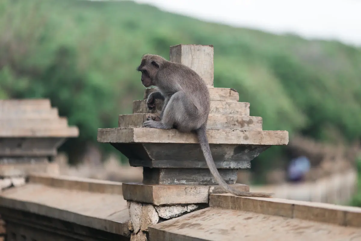 monkey in bali